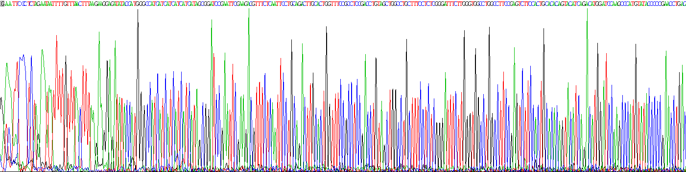 Recombinant Phenylalanine Hydroxylase (PAH)