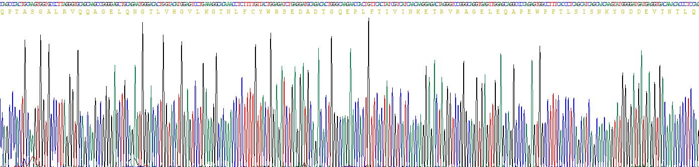 Recombinant Rhotekin (RTKN)