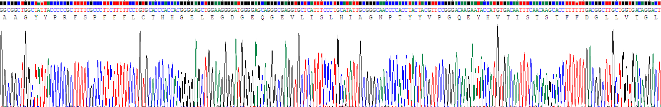 Recombinant Reelin (RELN)