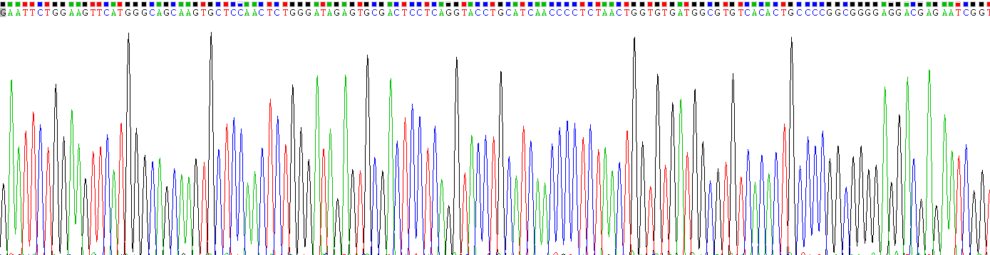 Recombinant Transmembrane Protease, Serine 2 (TMPRSS2)