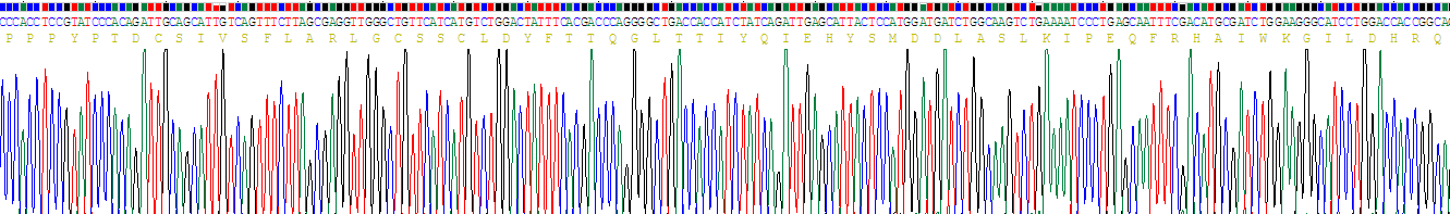 Recombinant Tumor Protein P63 (TP63)