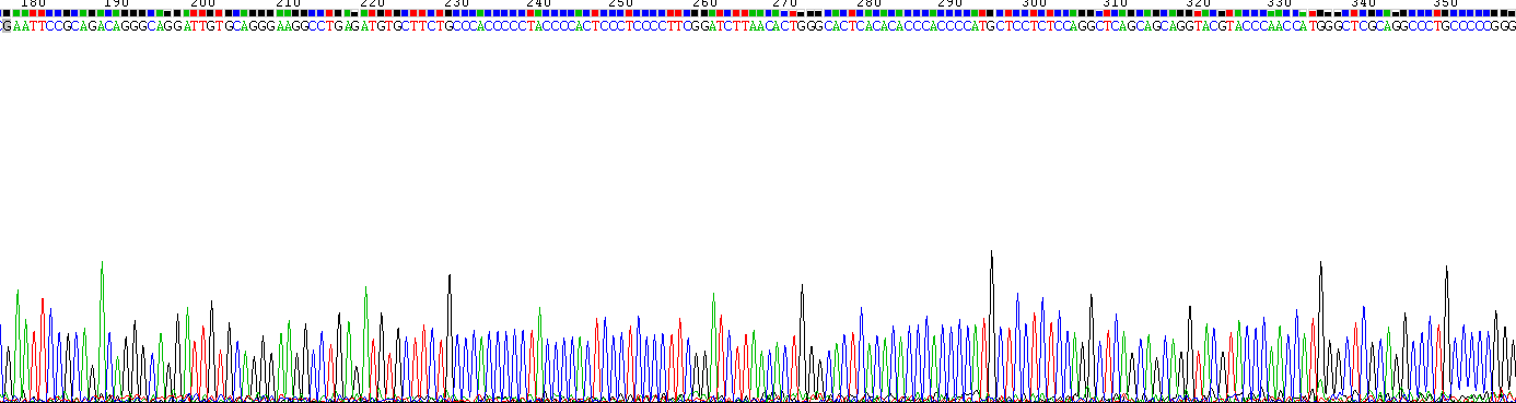 Recombinant Three Prime Repair Exonuclease 1 (TREX1)