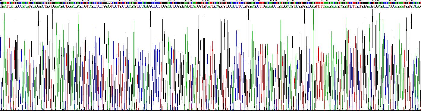 Recombinant Adenylyl Cyclase Associated Protein 2 (CAP2)