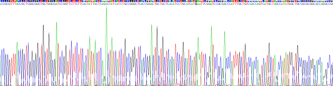 Recombinant Twist Transcription Factor (TWIST)