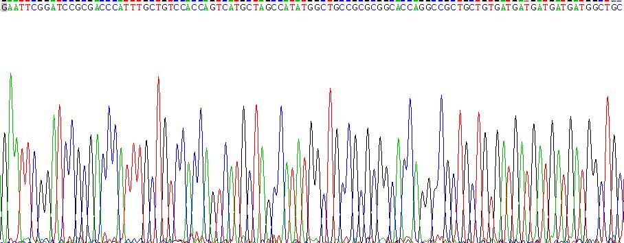 Recombinant Sclerostin (SOST)