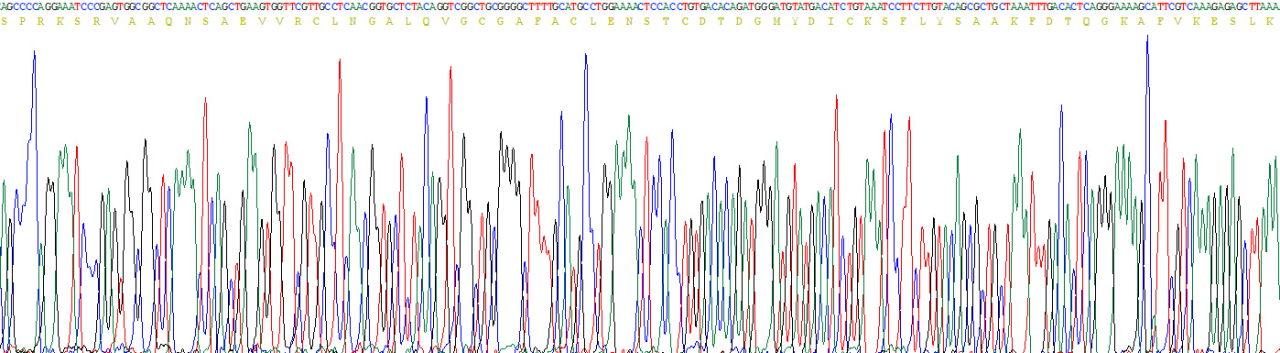 Recombinant Stanniocalcin 1 (STC1)