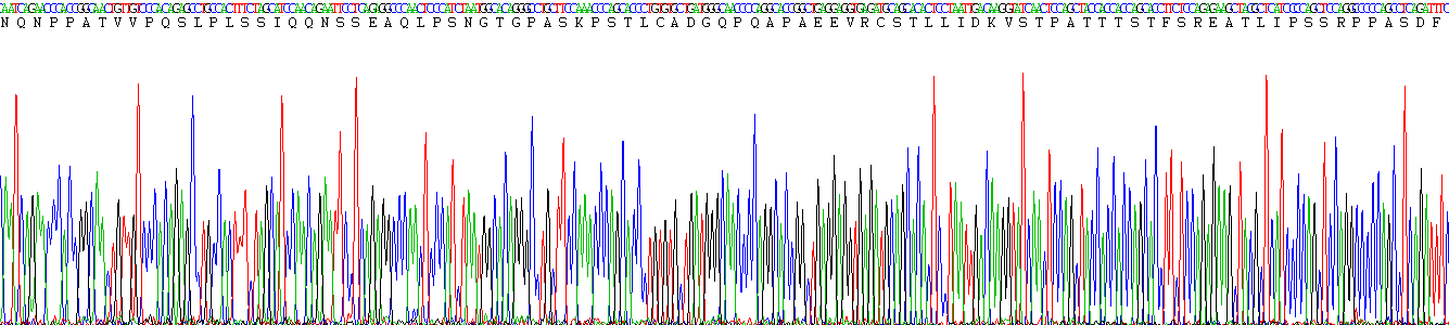 Recombinant Synaptopodin (SYNPO)