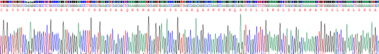 Recombinant Dermcidin (DCD)