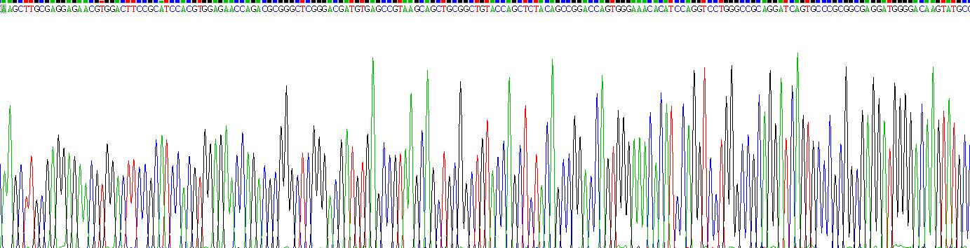 Recombinant Fibroblast Growth Factor 18 (FGF18)