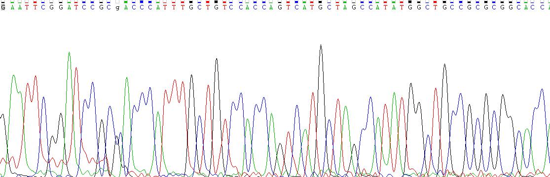 Recombinant Fibroblast Growth Factor 8, Androgen Induced (FGF8)