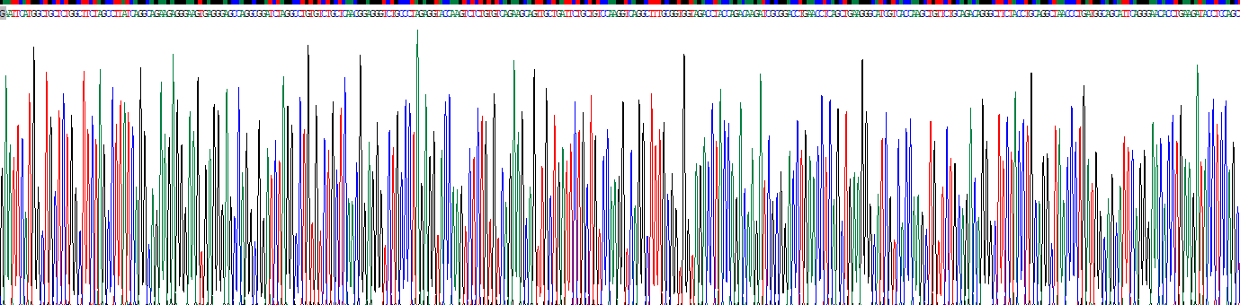 Recombinant Fibroblast Growth Factor 11 (FGF11)