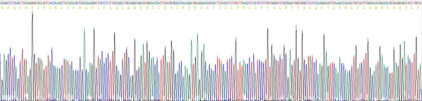 Recombinant Fibroblast Growth Factor 13 (FGF13)