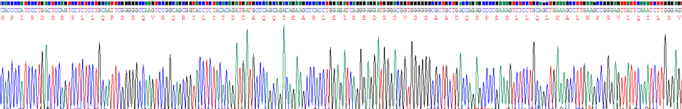 Recombinant Fibroblast Growth Factor 21 (FGF21)