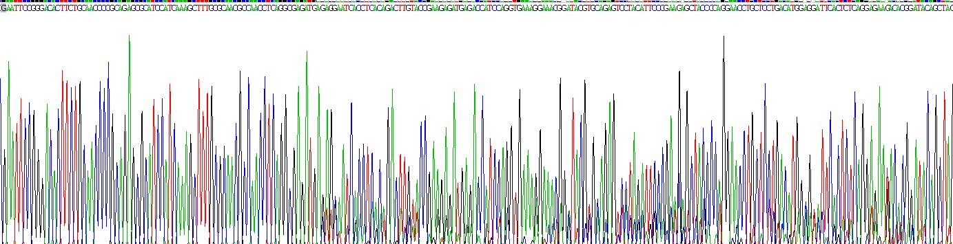 Recombinant Platelet Derived Growth Factor D (PDGFD)