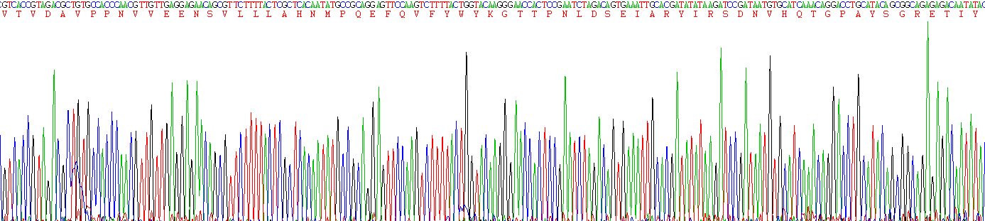 Recombinant Carcinoembryonic Antigen Related Cell Adhesion Molecule 1 (CEACAM1)