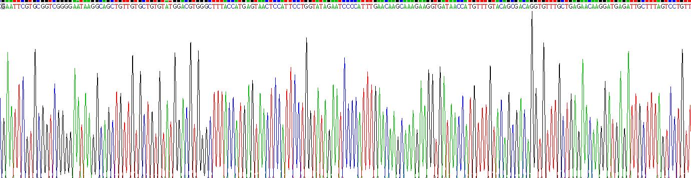 Recombinant X-Ray Repair Cross Complementing 5 (XRCC5)