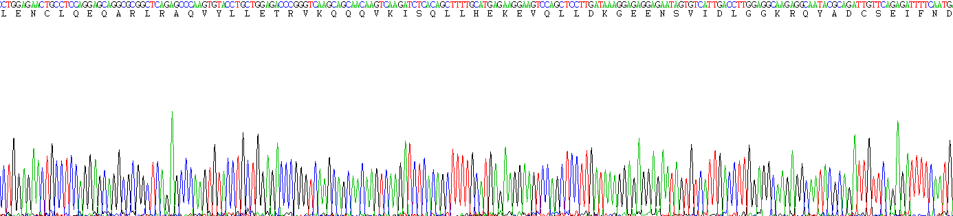 Recombinant Fibrinogen Like Protein 1 (FGL1)