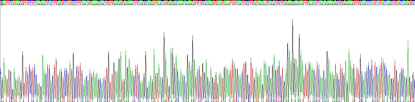 Recombinant Heat Shock 70kDa Protein 8 (HSPA8)