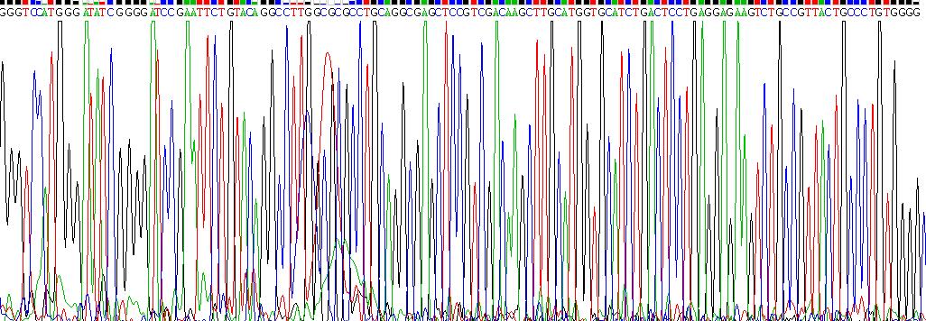 Recombinant Hemoglobin Beta (HBb)