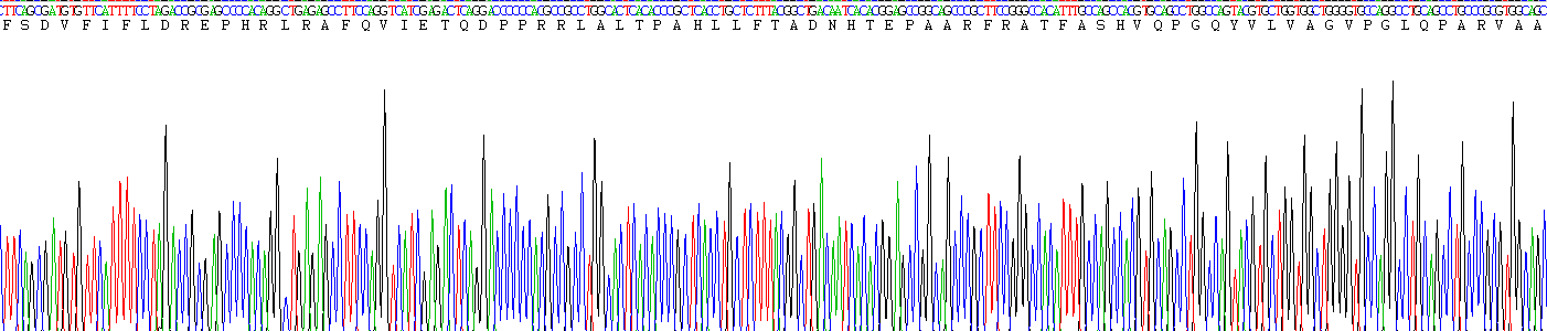 Recombinant Hedgehog Homolog, Indian (IHH)