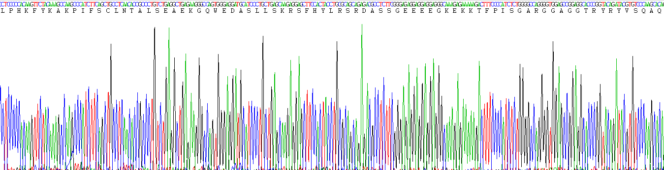 Recombinant Urocortin 3 (UCN3)