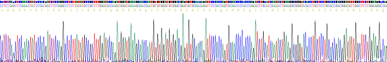 Recombinant Fibulin 5 (FBLN5)