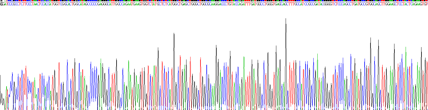 Recombinant N-Acetyl Alpha-D-Glucosaminidase (NAGLU)