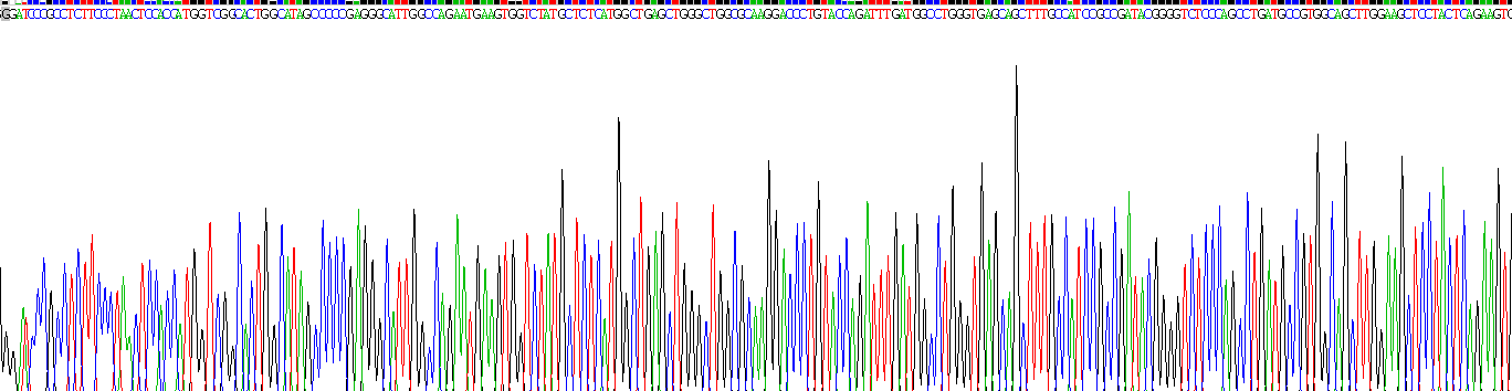 Recombinant N-Acetyl Alpha-D-Glucosaminidase (NAGLU)