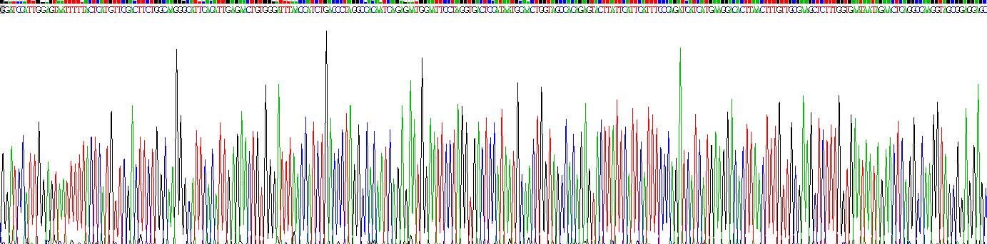 Recombinant Ribonuclease III, Nuclear (RNASEN)