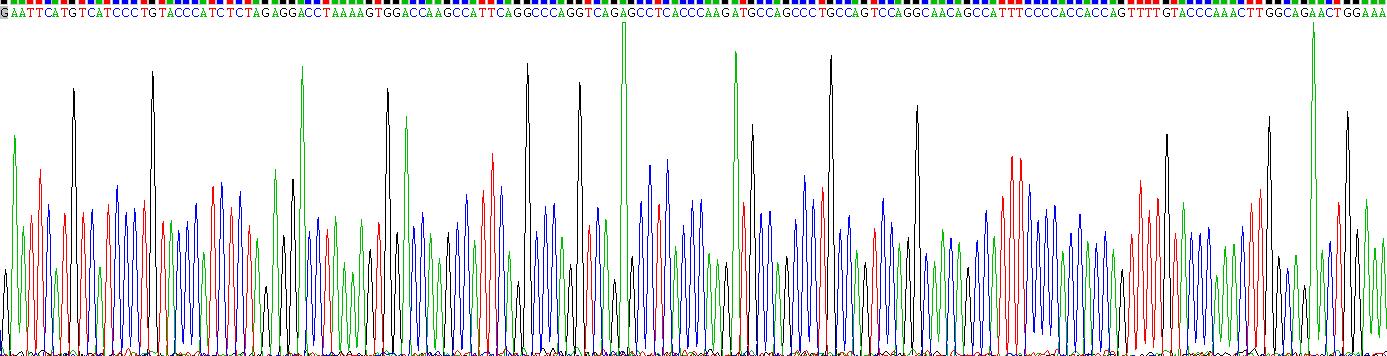 Recombinant Syntenin 2 (ST2)