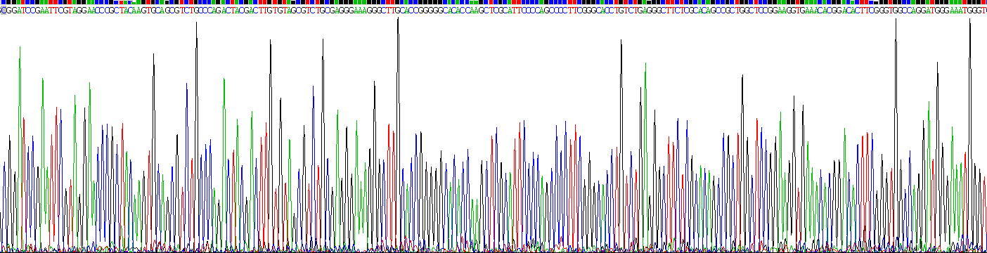 Recombinant Sequestosome 1 (SQSTM1)