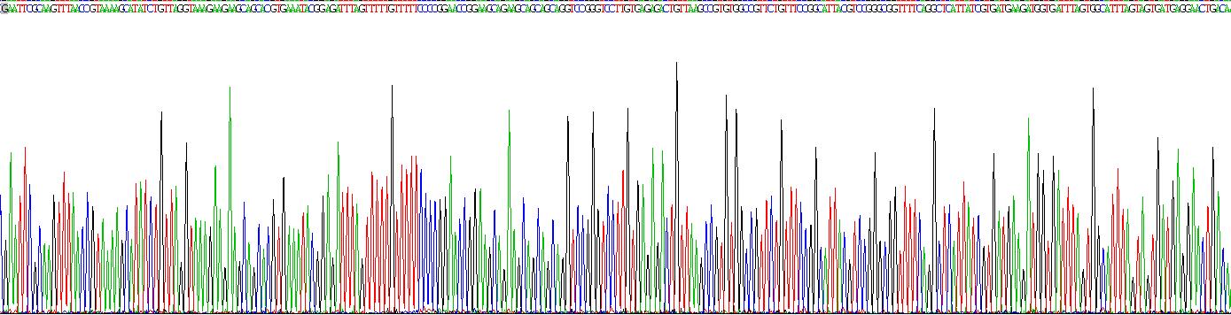 Recombinant Sequestosome 1 (SQSTM1)