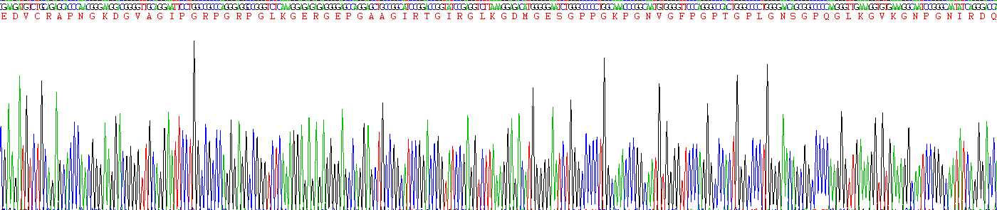 Recombinant Complement Component 1, Q Subcomponent A (C1qA)