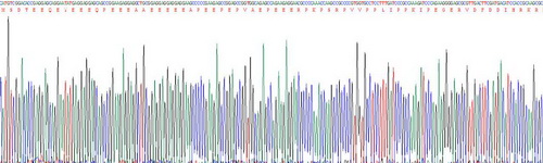 Recombinant Troponin T Type 1, Slow Skeletal (TNNT1)