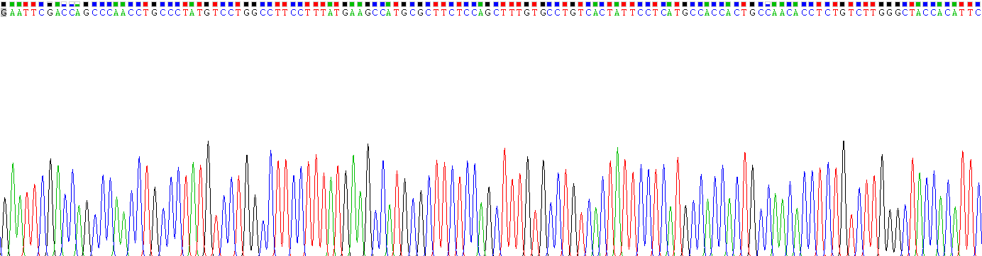 Recombinant Cytochrome P450 1B1 (CYP1B1)