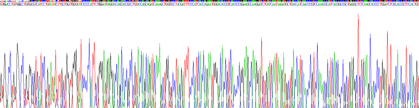 Recombinant Calcium/Calmodulin Dependent Protein Kinase II Alpha (CAMK2a)