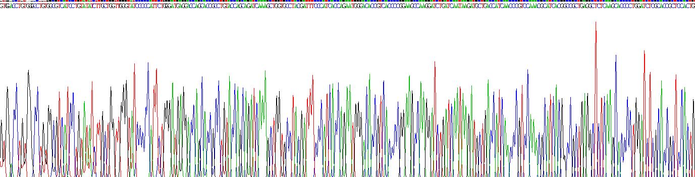 Recombinant Calcium/Calmodulin Dependent Protein Kinase II Alpha (CAMK2a)