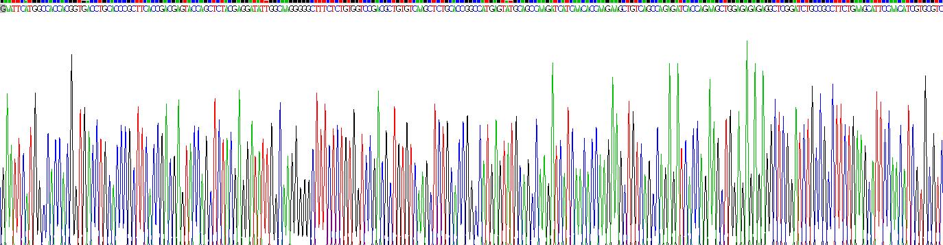 Recombinant Calcium/Calmodulin Dependent Protein Kinase II Beta (CAMK2b)