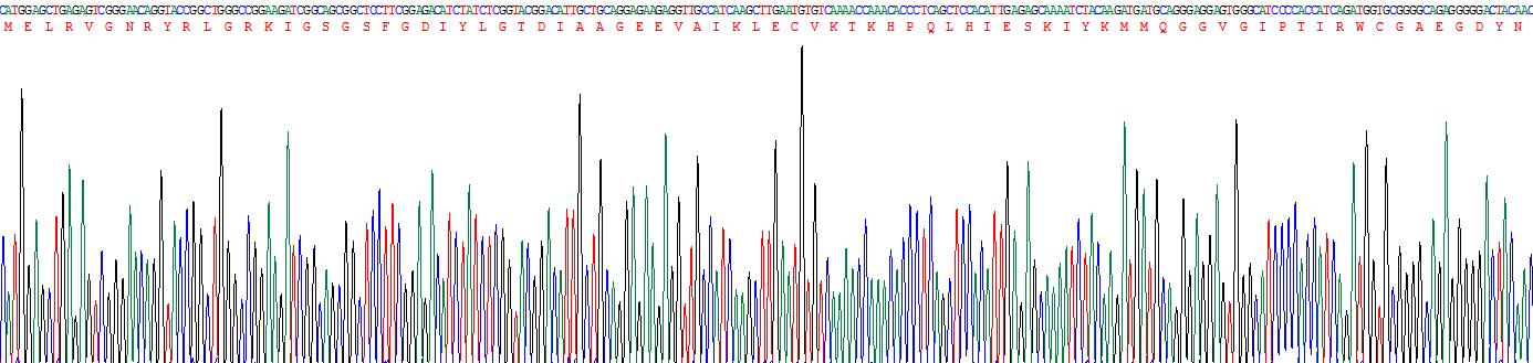 Recombinant Casein Kinase 1 Delta (CSNK1d)