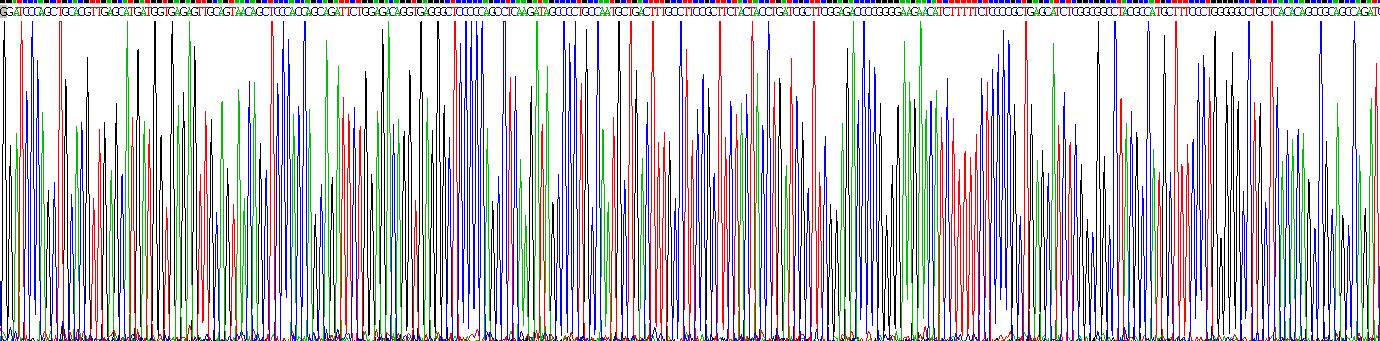 Recombinant Kallistatin (KAL)