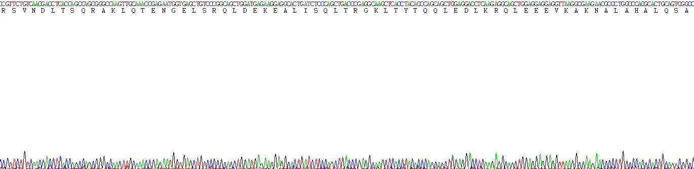 Recombinant Myosin Heavy Chain 7, Cardiac Muscle, Beta (MYH7)