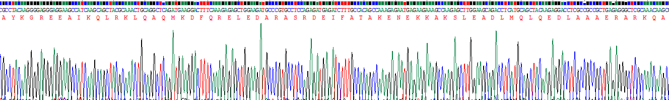 Recombinant Myosin Heavy Chain 11, Smooth Muscle (MYH11)