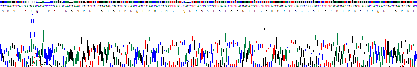 Recombinant Myosin Light Chain Kinase 2 (MYLK2)