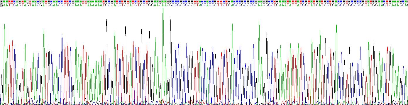 Recombinant Pyruvate Dehydrogenase Alpha 2 (PDHa2)