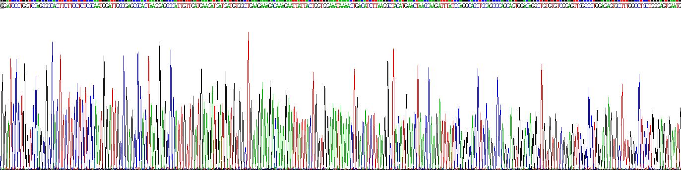 Recombinant ATP Binding Cassette Transporter A4 (ABCA4)