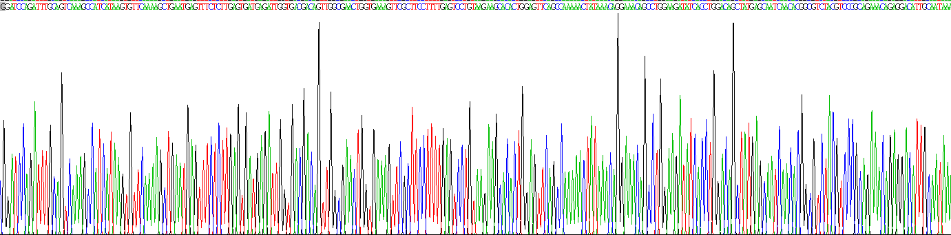 Recombinant ATP Binding Cassette Transporter C9 (ABCC9)