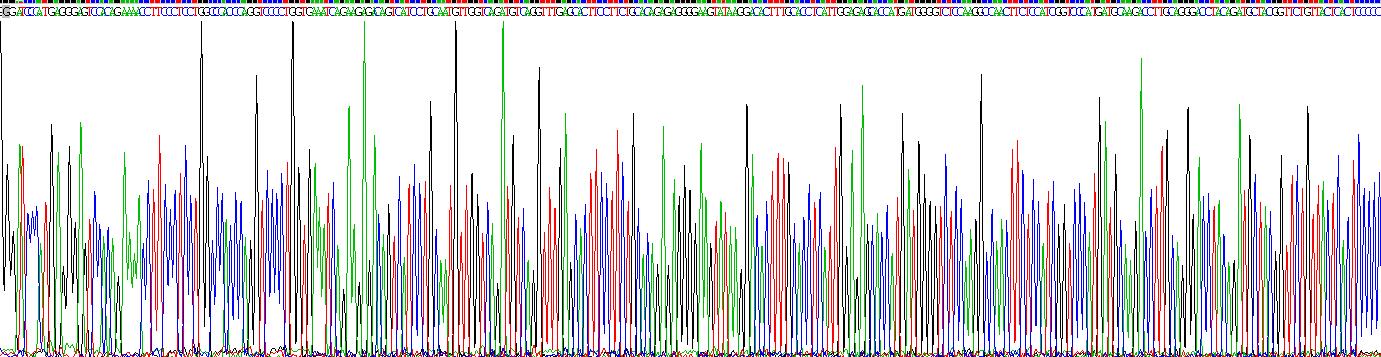 Recombinant Killer Cell Immunoglobulin Like Receptor 2DS2 (KIR2DS2)