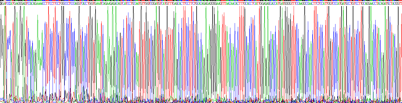 Recombinant Killer Cell Immunoglobulin Like Receptor 2DL2 (KIR2DL2)