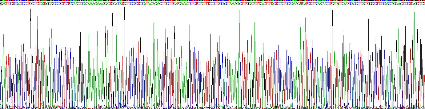 Recombinant Arginase II (Arg2)