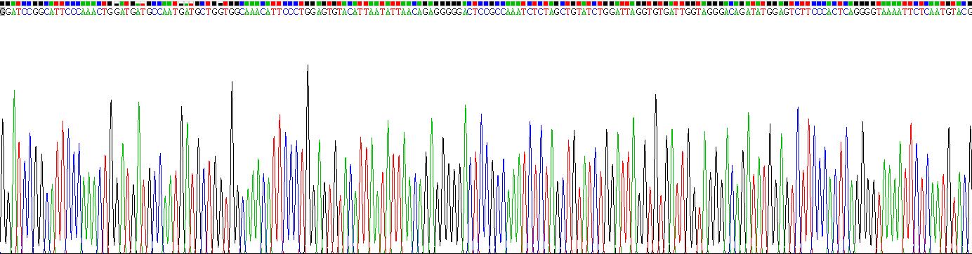 Recombinant Topoisomerase II Beta (TOP2b)